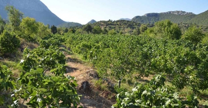 AYDIN’DA İNCİR AĞAÇ SAYISI 7 MİLYONU AŞTI