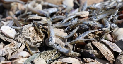 BİLİM İNSANINDAN ÖNEMLİ KÖRFEZ UYARISI