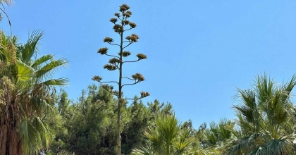 BU BİTKİYİ KOPARMANIN CEZASI 387 BİN TL  