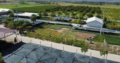 BÜYÜKŞEHİRİN SERASINDA ÜRETİM DEVAM EDİYOR