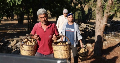 İNCİRDE HASAT BAŞLADI, ÜRETİCİLER SEZONDAN UMUTLU
