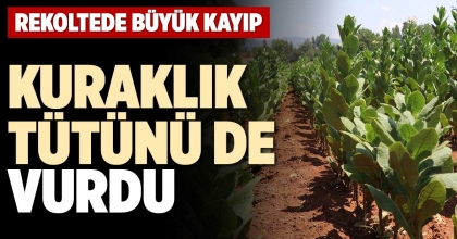 KURAKLIK TÜTÜNÜ DE VURDU