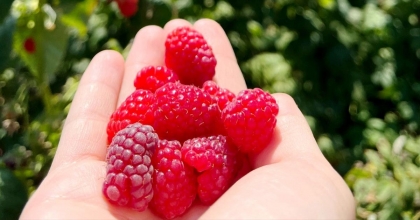 KÜTAHYA’DA AHUDUDU ÜRETİCİSİ KADINLAR BURSA TARIM İŞLETMESİNDE