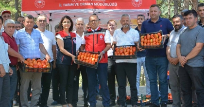 KUYUCAK'TA GEÇCİ DOMATES HASAT ŞENLİĞİ YAPILDI