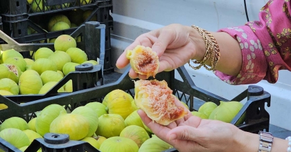 KURAKLIĞA RAĞMEN GERMENCİK İNCİRİ KALİTESİYLE GÖZ DOLDURUYOR
