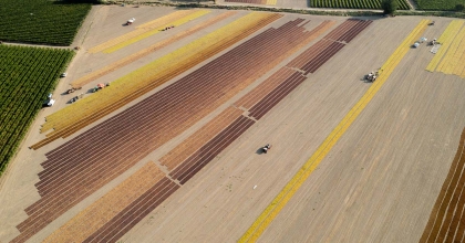 MANİSA OVALARINDA RENK CÜMBÜŞÜ