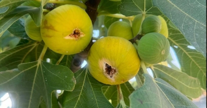 SICAKLAR İNCİR SEZONUNU ÖNE ÇEKTİ