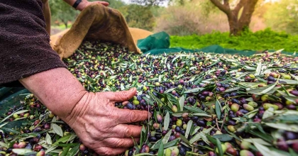 SOFRALIK ZEYTİN İHRACATI 200 MİLYON DOLARA KOŞUYOR