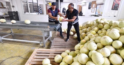 TARLADA KALAN 300 TON KAVUN VATANDAŞA DAĞITILDI   