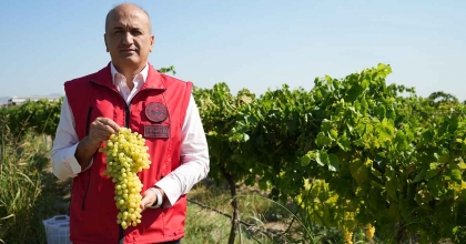 ERKEN HASAT KURU ÜZÜMDE KİLOGRAM KAYBINA NEDEN OLUYOR