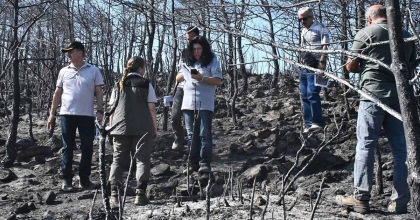 YANAN ORMANLIK ALANLAR YEŞİLLENDİRİLİYOR