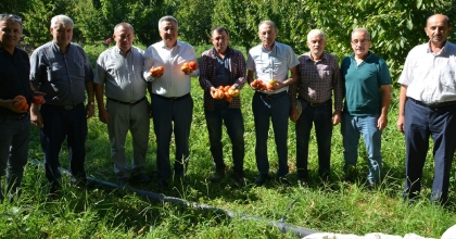 NAZİLLİ'DE DOMATES HASAT ETKİNLİĞİ YAPILDI