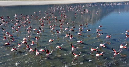 VALİ YİĞİTBAŞI, FLAMİNGOLARIN GÖL ÜZERİNDEKİ EŞSİZ UÇUŞUNU İZLEDİ