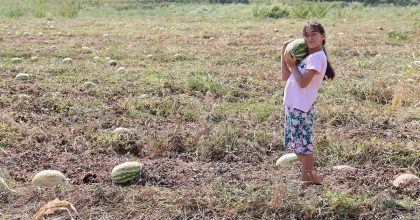 FİYATLAR DÜŞÜNCE KARPUZ TARLADA KALDI