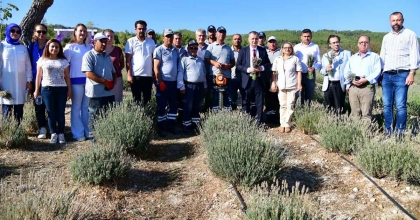 YUNUSEMRE’DE LAVANTA HASADI HEYECANI
