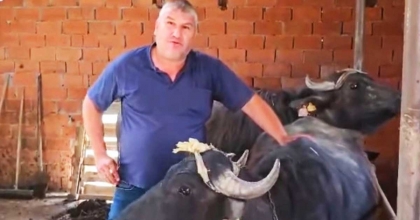 KÜTAHYA’DA KÖYLERE MANDA DESTEĞİ