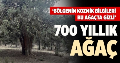 700 YILLIK AĞAÇ