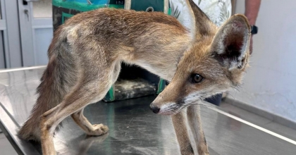 YAVRU TİLKİYE ANNE ŞEFKATİ