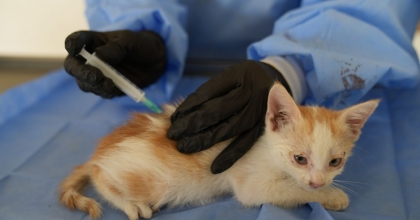 ÇİVRİL BELEDİYESİ CAN DOSTLARI SAHİPLENDİRİYOR