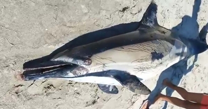 KUŞADASI'NDA SAHİLE ÖLÜ YUNUS VURDU