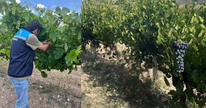  ‘HEVEK-DEVEGÖZÜ ÜZÜMÜ’NE COĞRAFİ İŞARET ALINACAK