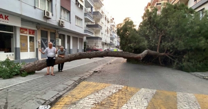 20 METRELİK ÇAM AĞACI YOLA DEVRİLDİ