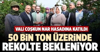 50 BİN TON ÜZERİNDE REKOLTE BEKLENİYOR