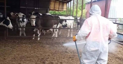 7 BİN 500 HAYVAN İŞLETMESİNDE LARVASİT İLAÇLAMASI YAPILDI