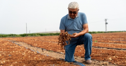 ÜZÜM SERGİLERİNİ YAĞMUR VURDU   