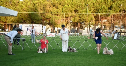 YARIŞMAYA KATILAN KÖPEKLER DİKKAT ÇEKTİ