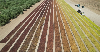 ÜZÜM SERGİDE, AVRUPA COĞRAFİ İŞARETİ YOLDA