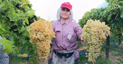 İKİ SALKIM ÜZÜM BİR KASAYI DOLDURUYOR