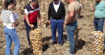 ALTINTAŞ’TA PATATES EKİLİŞ VE HASAT KONTROLLERİ  