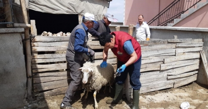 AFYONKARAHİSAR'DA KÜÇÜKBAŞ HAYVANLAR AŞILANDI