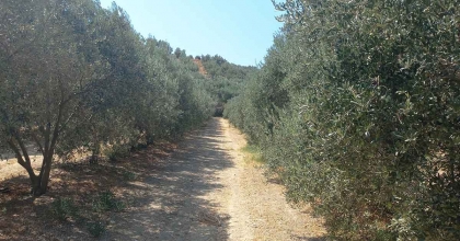 AYDIN'DA ZEYTİN REKOLTE TAHMİN ÇALIŞMALARI BAŞLADI