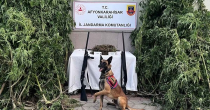 AFYONKARAHİSAR’DA ESRAR VE KENEVİR YAKALANDI