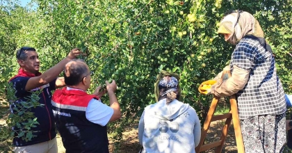 AYDIN'DA HÜNNAP HASADI BAŞLADI