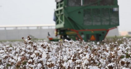 AYDIN’DA PAMUK TOPLAMA FİYATLARI BELLİ OLDU