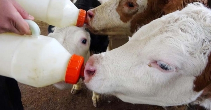 AYDINLI ÜRETİCİLERE BUZAĞI DESTEĞİ ÖDEMESİ YAPILACAK