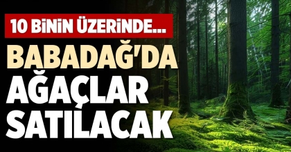 BABADAĞ'DA AĞAÇLAR SATILACAK