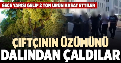 ÇİFTÇİNİN ÜZÜMÜNÜ DALINDAN ÇALDILAR