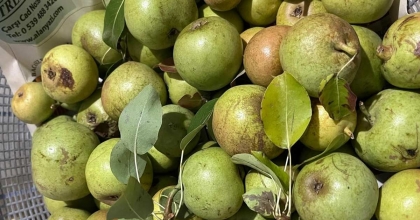 ÇÖĞÜR ARMUDUNA AŞI TUTTU