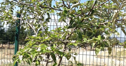 DALLARINDA MEYVESİ OLAN AĞAÇ TEKRAR ÇİÇEK AÇTI