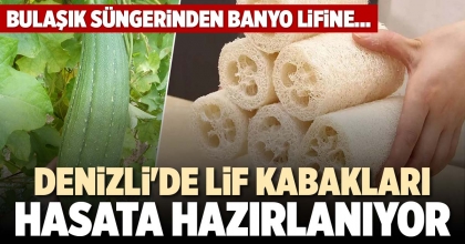 DENİZLİ'DE LİF KABAKLARI HASATA HAZIRLANIYOR
