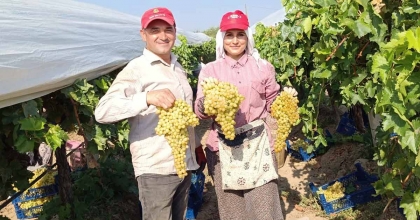 DEVASA ÜZÜM SALKIMINI BULAN İŞÇİYE BAHŞİŞ