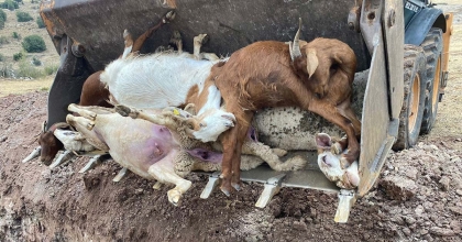 DÜŞEN YILDIRIM 30 KÜÇÜKBAŞI ÖLDÜRDÜ