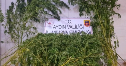 DERE KENARINDA 167 KÖK HİNT KENEVİRİ BİTKİSİ ELE GEÇİRİLDİ  