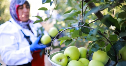 ELMA VE ELMA SUYU İHRACATI 321 MİLYON DOLARA ULAŞTI