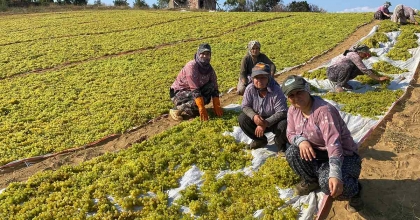 FİYAT DÜŞTÜ ÜRETİCİLER KURUTMAYA YÖNELDİ