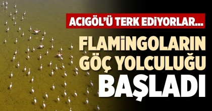 FLAMİNGOLARIN GÖÇ YOLCULUĞU BAŞLADI
